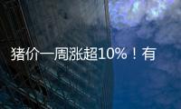 豬價一周漲超10%！有養殖戶著急賣豬，一頭能賺600元