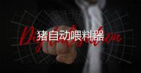 豬自動喂料器