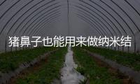 豬鼻子也能用來做納米結構？這篇文章給你答案 – 材料牛