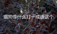 貓狗像什么打一成語這個事件網(wǎng)友怎么看?
