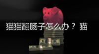 貓貓翻腸子怎么辦？ 貓翻腸子嗎