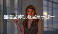 貓貓品種銀漸層屬于哪一類（貓貓品種）