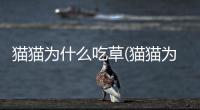 貓貓為什么吃草(貓貓為什么吃塑料袋)