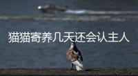 貓貓寄養(yǎng)幾天還會(huì)認(rèn)主人嗎