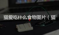 貓愛吃什么食物圖片（貓愛吃什么）
