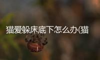 貓愛躲床底下怎么辦(貓為什么愛躲在床底下)