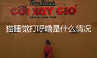 貓睡覺打呼嚕是什么情況？貓睡覺打鼾是什么原因