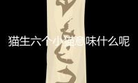 貓生六個小貓意味什么呢(貓生六個吉利嗎)