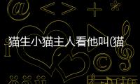貓生小貓主人看他叫(貓生小貓主人需要做什么)