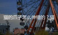 貓的爪子怎么伸縮的？貓的爪子如何收縮