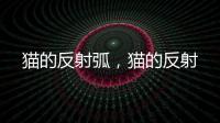 貓的反射弧，貓的反射