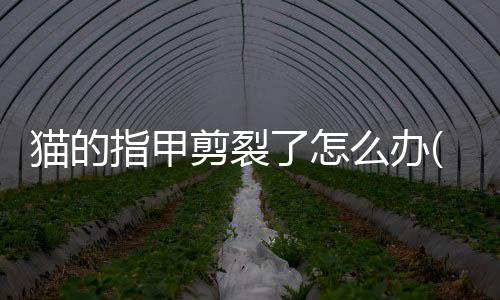 貓的指甲剪裂了怎么辦(貓指甲剪破了怎么辦)
