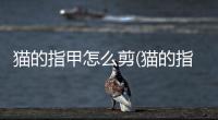 貓的指甲怎么剪(貓的指甲不剪會怎么樣)