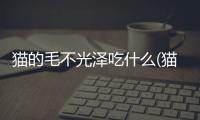 貓的毛不光澤吃什么(貓毛不亮應(yīng)該吃什么)
