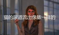 貓的尿道流出像膿一樣的東西(尿道外口在什么地方)