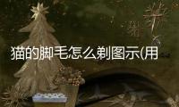 貓的腳毛怎么剃圖示(用什么給貓剃腳毛比較好)