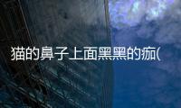 貓的鼻子上面黑黑的痂(貓鼻子干燥怎么辦最快最有效)