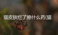 貓皮膚爛了擦什么藥(貓皮膚結(jié)痂連毛一起掉了)