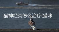 貓神經(jīng)炎怎么治療(貓咪神經(jīng)炎治療周期)