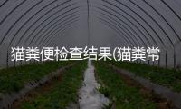 貓糞便檢查結果(貓糞常規檢查的什么)