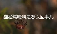 貓經常嚎叫是怎么回事兒？貓經常吼叫是什么意思
