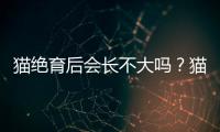 貓絕育后會長不大嗎？貓咪絕育后還長個子嗎