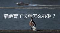 貓絕育了長胖怎么辦啊？貓咪絕育后長胖了要控制飲食嗎