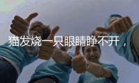貓發(fā)燒一只眼睛睜不開，貓咪身體發(fā)熱眼睛睜不開