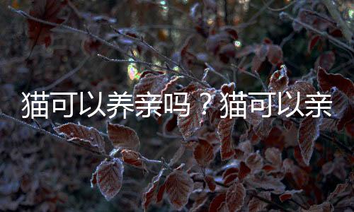 貓可以養(yǎng)親嗎？貓可以親人嗎