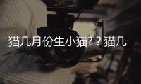 貓幾月份生小貓?？貓幾月份生崽
