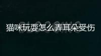 貓咪玩耍怎么弄耳朵受傷了呢？玩貓咪的耳朵