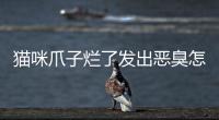 貓咪爪子爛了發出惡臭怎么治(貓咪爪子被門夾了走路有點瘸)