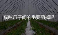 貓咪爪子間的毛要剪掉嗎圖片？貓咪爪子上毛太長了需要剪嗎