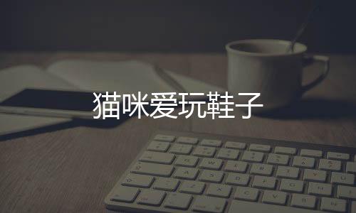 貓咪愛玩鞋子