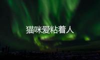 貓咪愛粘著人