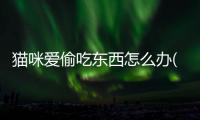 貓咪愛(ài)偷吃東西怎么辦(貓咪愛(ài)偷吃怎么辦)