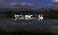 貓咪愛吃羊肺