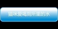 貓咪愛喝廁所里的水