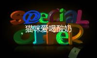 貓咪愛喝酸奶