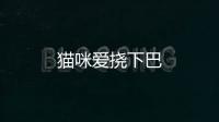 貓咪愛撓下巴
