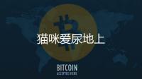 貓咪愛尿地上