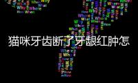 貓咪牙齒斷了牙齦紅腫怎么辦？貓牙齒斷了中間紅