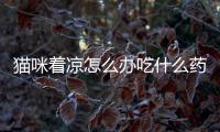 貓咪著涼怎么辦吃什么藥？貓咪著涼怎么辦快速緩解