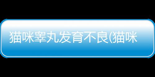 貓咪睪丸發育不良(貓咪睪丸發育遲緩是什么原因)