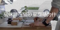 貓咪睡在貓砂里面是為什么(貓咪突然開始睡在貓砂盆里)