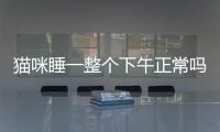 貓咪睡一整個下午正常嗎圖片？貓睡了一下午正常嗎