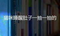 貓咪睡醒肚子一抽一抽的(貓咪睡醒肚子叫)