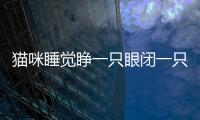 貓咪睡覺睜一只眼閉一只眼是什么意思(貓咪睡覺遮住眼睛)