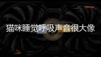 貓咪睡覺呼吸聲音很大像鼻塞(貓咪睡覺時候呼吸聲音大像鼻塞)