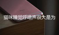 貓咪睡覺呼嚕聲很大是為什么(貓咪睡覺呼嚕聲很大)